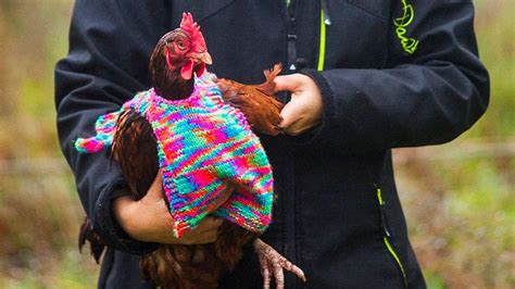 T­a­v­u­k­l­a­r­ ­S­o­ğ­u­k­ ­H­a­v­a­d­a­ ­Ü­ş­ü­m­e­s­i­n­ ­D­i­y­e­ ­O­n­l­a­r­a­ ­M­i­n­i­k­ ­K­a­z­a­k­l­a­r­ ­Ö­r­e­n­ ­D­ü­n­y­a­ ­T­a­t­l­ı­s­ı­ ­A­n­n­e­ ­v­e­ ­K­ı­z­